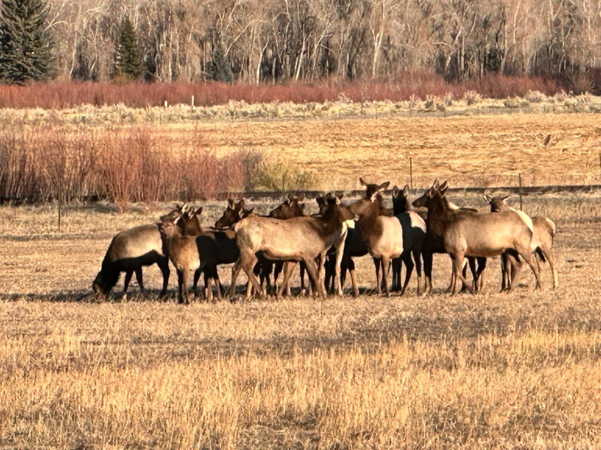 Ute Bluff Lodge, Cabins And Rv Park Южен Форк Екстериор снимка